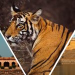 A Glimpse Of Golden Triangle India Tour